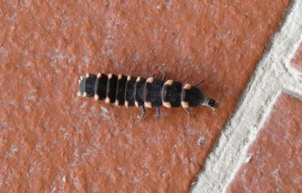 Larva di Lampyridae